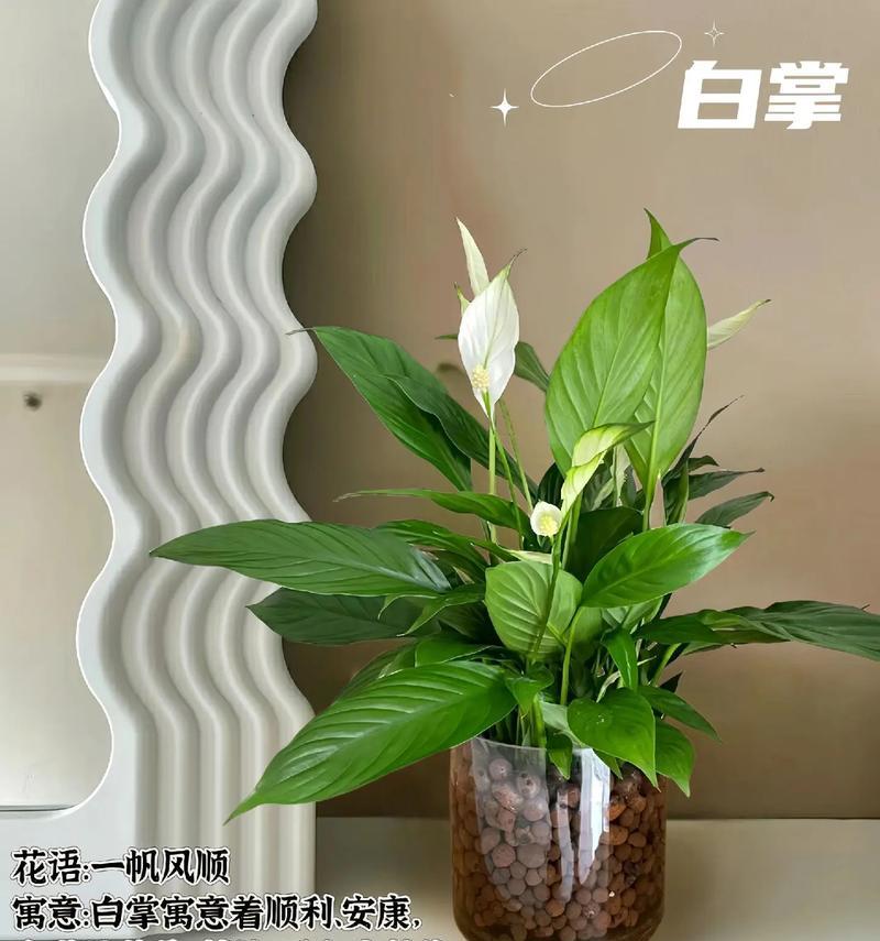 一帆风顺花语寓意是什么？传递了哪些美好祝愿？