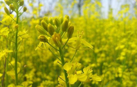 加油向上象征的花有哪些？哪种花鼓励人们积极向上？