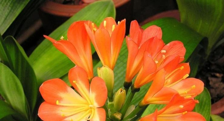 君子兰花语是什么？代表了哪些情感？