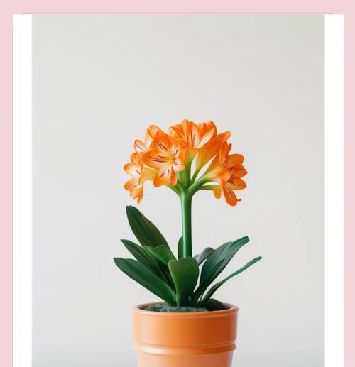 君子兰花语是什么？代表了哪些情感？
