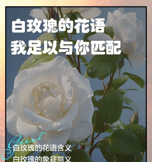 九朵白玫瑰的含义是什么？象征意义有哪些？