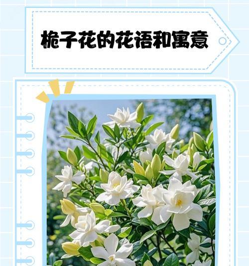 送戏子时花语背后的寓意是什么？