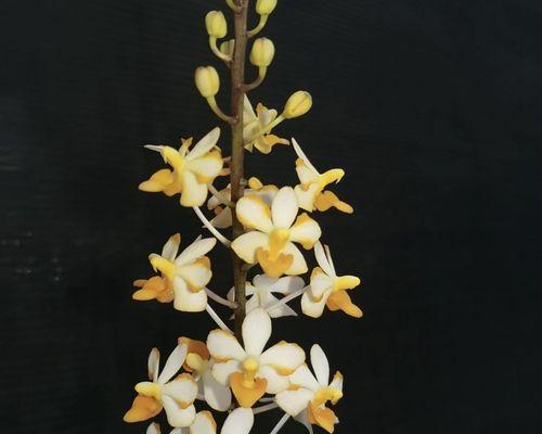 黑色和黄色的花有什么寓意？黑黄花朵组合的含义是什么？