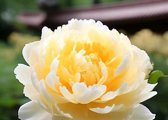 网络牡丹花象征着什么？它在现代文化中的地位如何？