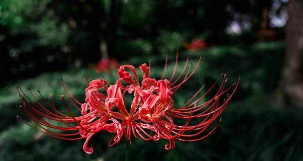 冷清的花象征着什么情感？了解花的象征意义？