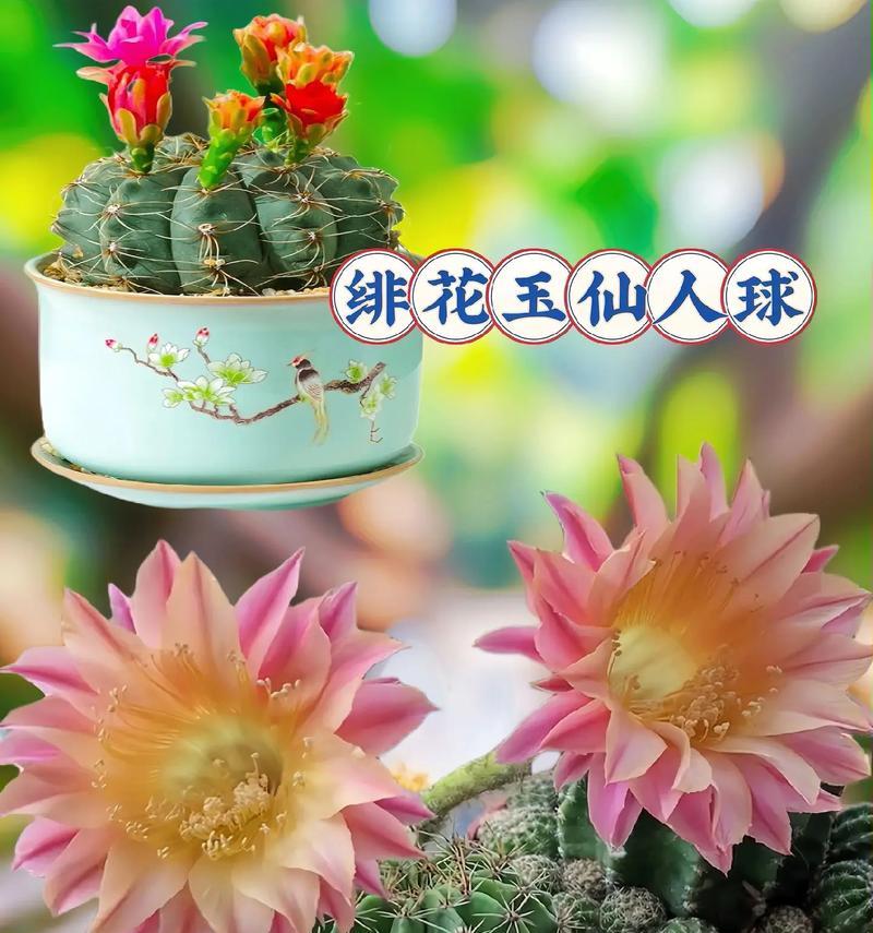 仙人球开花的文化意义是什么？仙人球开花代表什么？