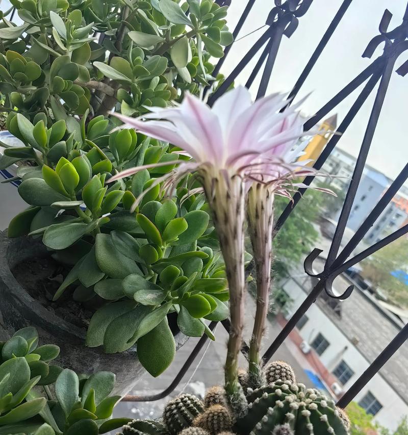 仙人球开花的文化意义是什么？仙人球开花代表什么？
