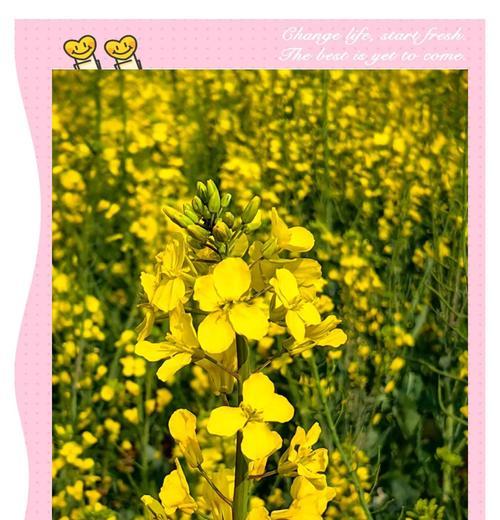 花朵的寓意名字大全有哪些？如何选择寓意吉祥的花名？
