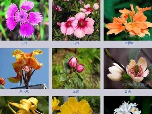 花朵的寓意名字大全有哪些？如何选择寓意吉祥的花名？