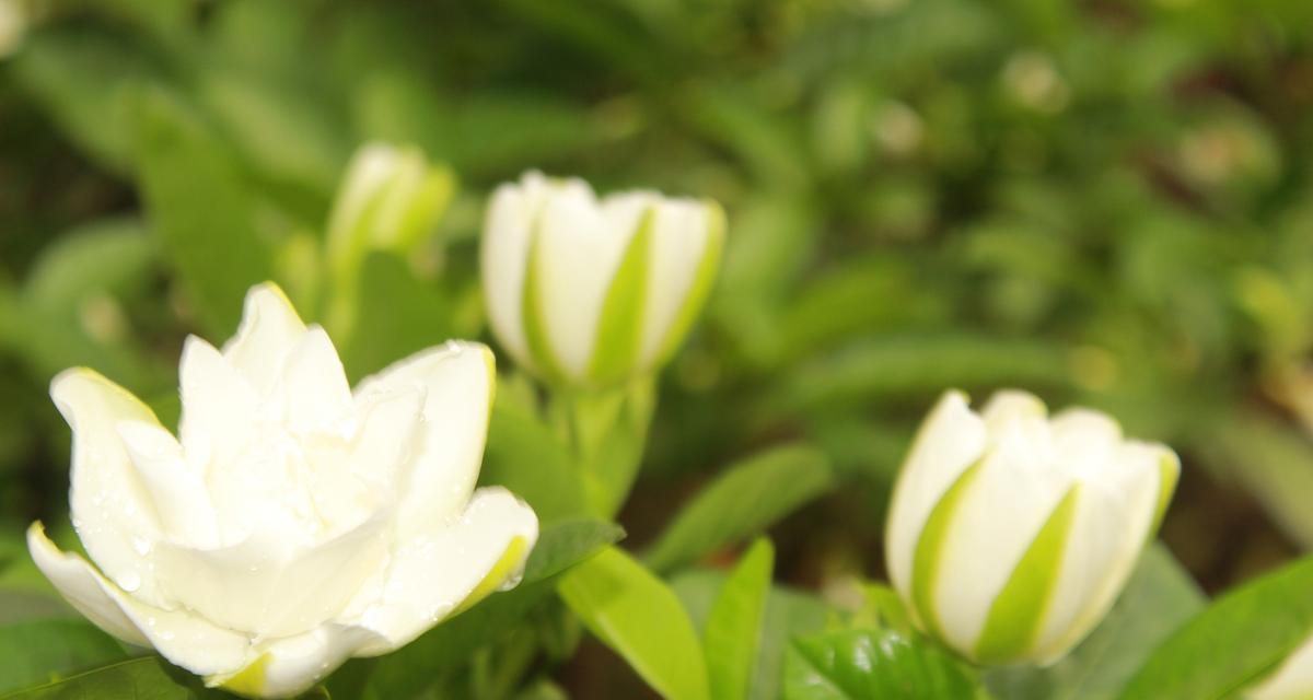 枯萎栀子花的寓意象征是什么？花语中的哀愁与启示