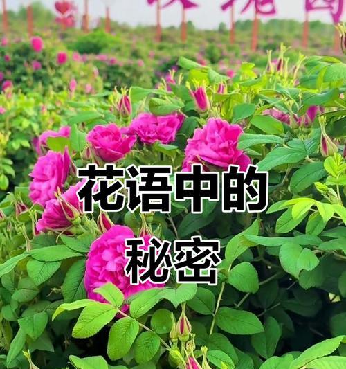 哪些花情话寓意重新开始？如何用花语表达新的开始？