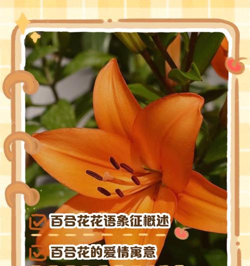 寓意好的花有哪些？它们的花语和寓意是什么？