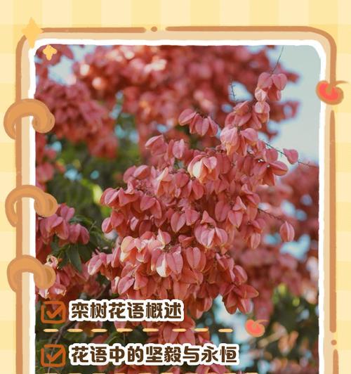 寓意好的花有哪些？它们的花语和寓意是什么？