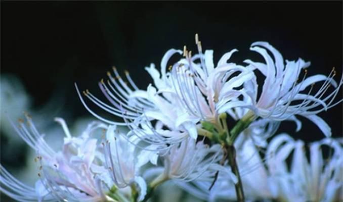 爱情吉兆的花语是什么？哪些花象征着爱情吉兆？