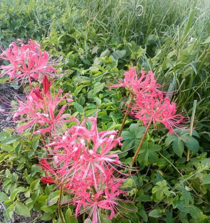 爱情吉兆的花语是什么？哪些花象征着爱情吉兆？