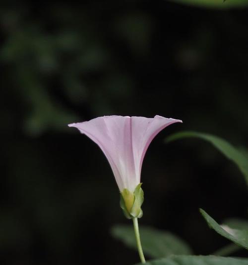 姐妹之情象征的花是什么？