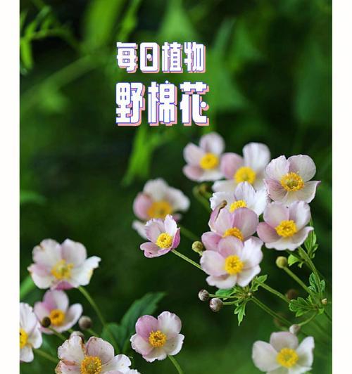 棉花的花语是什么？棉花在文化中的象征意义是什么？
