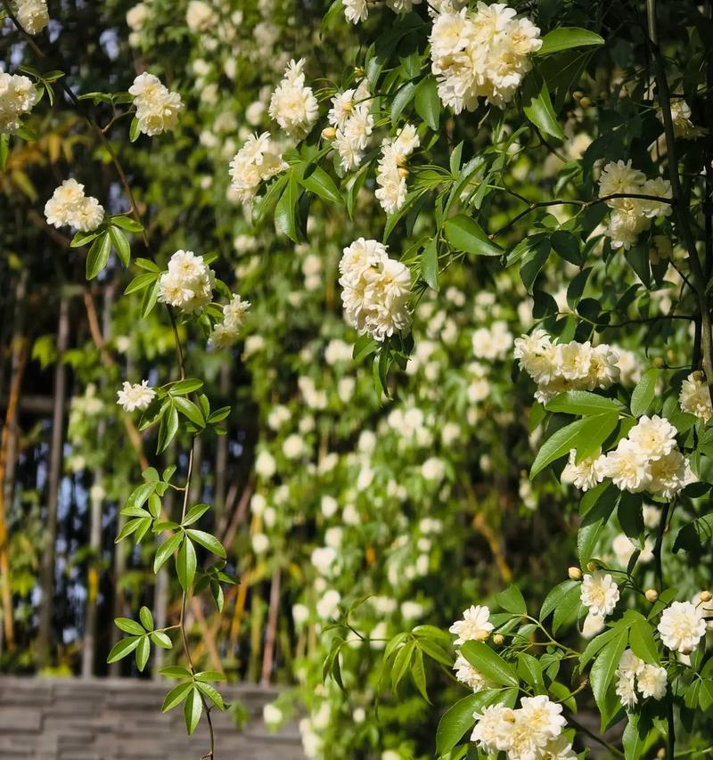 木子花的象征意义是什么？木子花在传统中的地位如何？