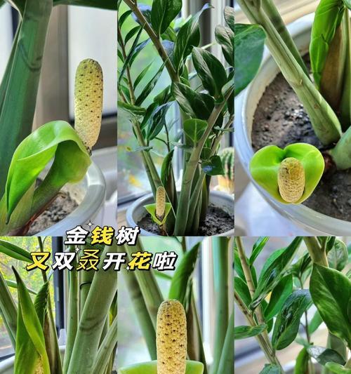 家里摆放什么花可以旺财？旺财花有哪些？