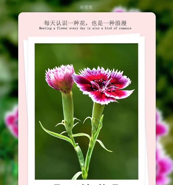 竹琼花的花语是什么？竹琼花在花卉文化中承载了哪些意义？