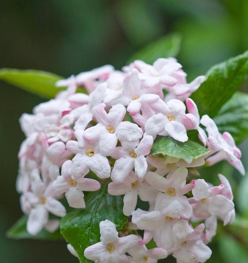 竹琼花的花语是什么？竹琼花在花卉文化中承载了哪些意义？