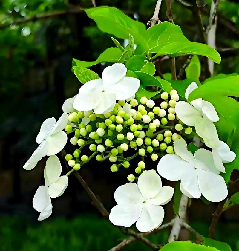 竹琼花的花语是什么？竹琼花在花卉文化中承载了哪些意义？