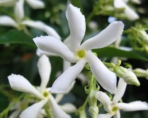 哪些花寓意品德美好？如何用花表达高尚品德？