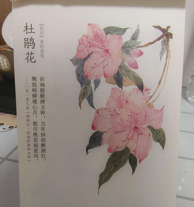 杜鹃花的花语寓意是什么？代表了什么？