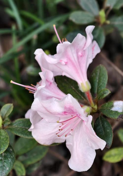 杜鹃花的花语寓意是什么？代表了什么？