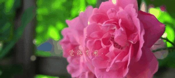 放手的花语由哪种花来表达？代表什么含义？