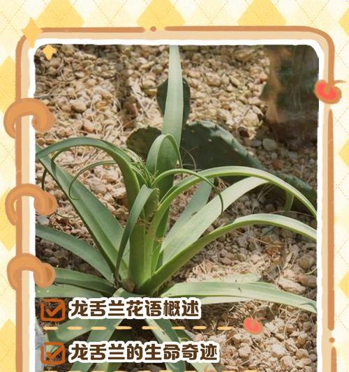 放手的花语由哪种花来表达？代表什么含义？