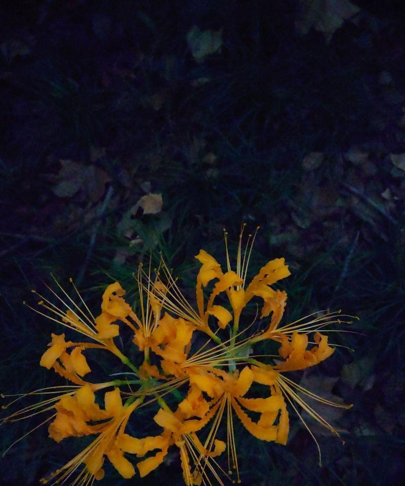 哪些花象征着尽头？