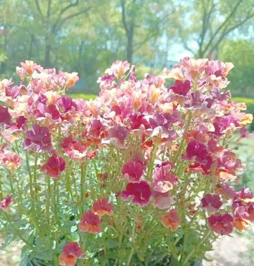 龙形面花的寓意是什么？龙形面花的设计寓意有哪些？