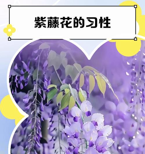 花卉如何传达深深的思念和怀念？
