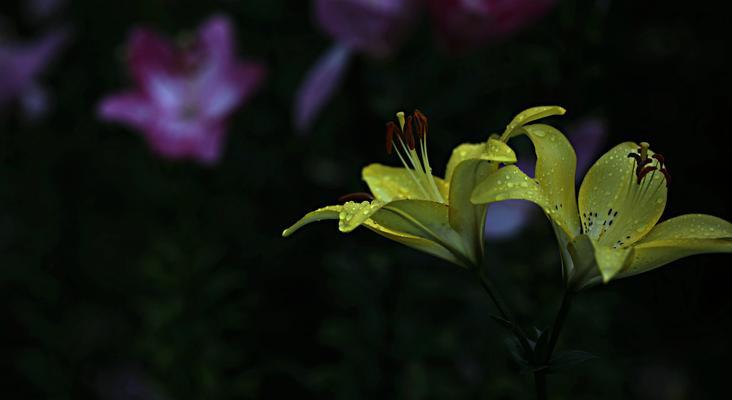 香槟百合花语含义是什么？香槟百合代表哪些含义？