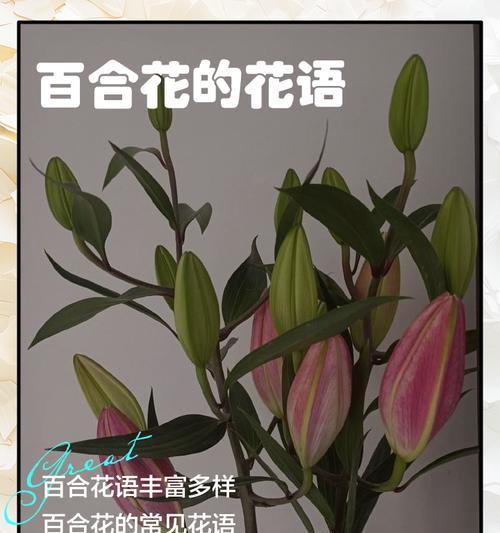 香槟百合花语含义是什么？香槟百合代表哪些含义？