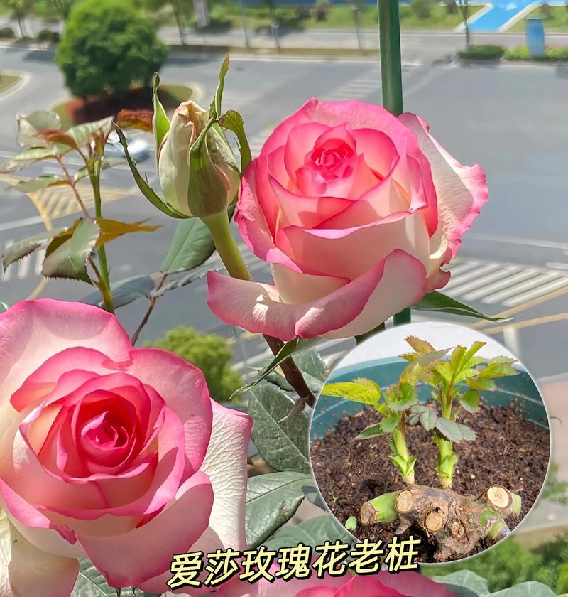 爱莎玫瑰的花语是什么？它的寓意有哪些？