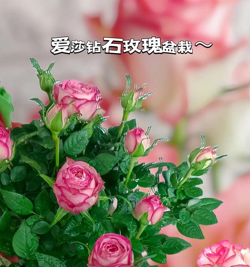 爱莎玫瑰的花语是什么？它的寓意有哪些？