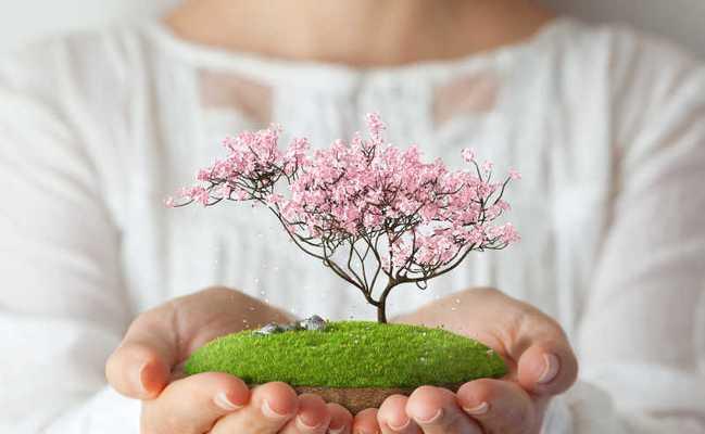 樱花手捧花寓意何在？代表了哪些情感？