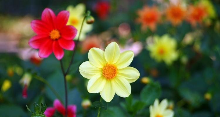 哪些花表达乐观？它们的代表意义是什么？