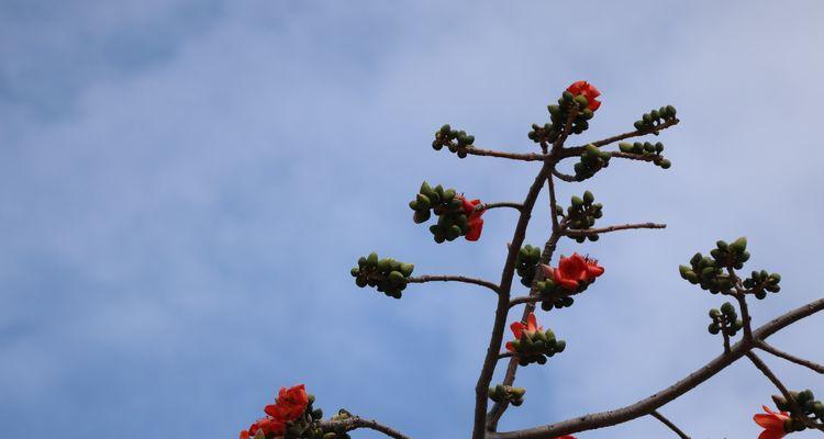踩花行为的意义是什么？
