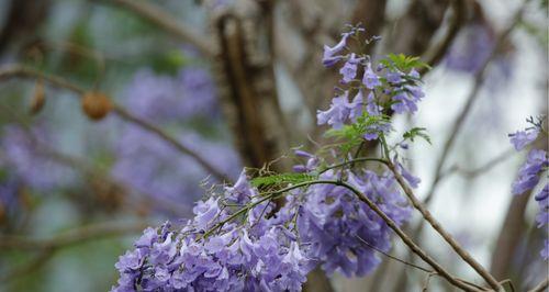 紫樱花的花语是什么意思？紫樱花代表了什么？