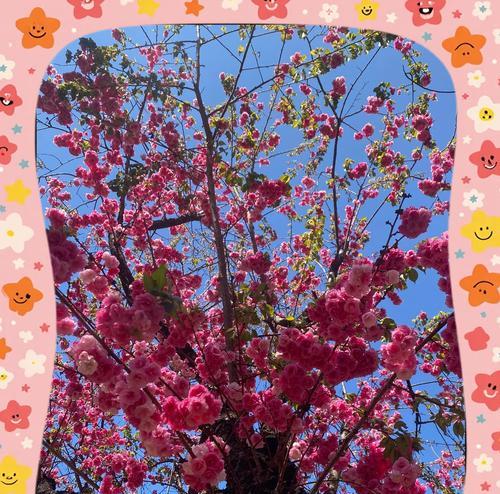 紫樱花的花语是什么意思？紫樱花代表了什么？