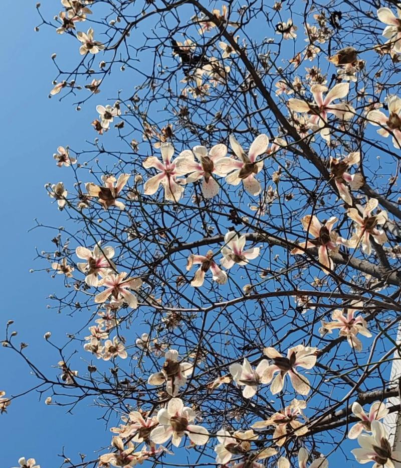 白兰花的花语及其代表的意义是什么？