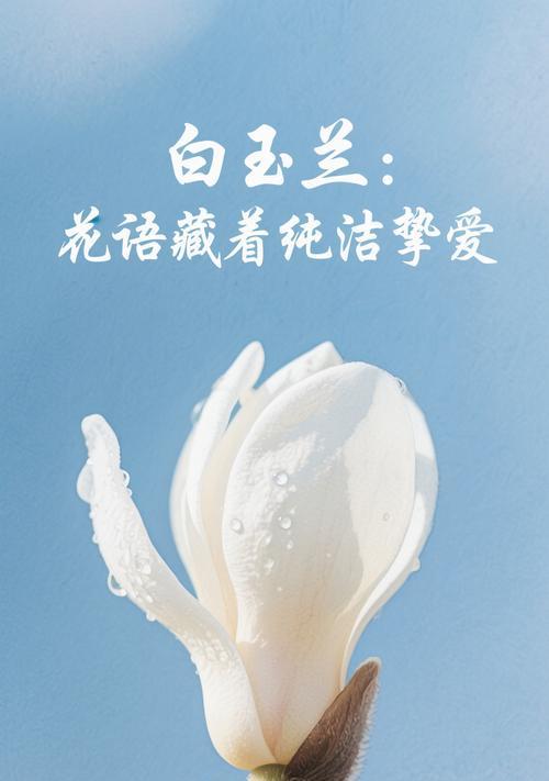 白兰花的花语及其代表的意义是什么？