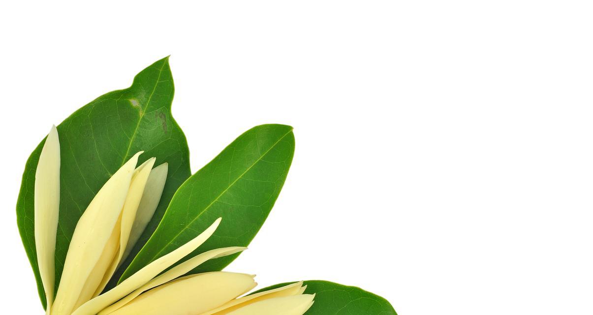 白兰花的花语及其代表的意义是什么？