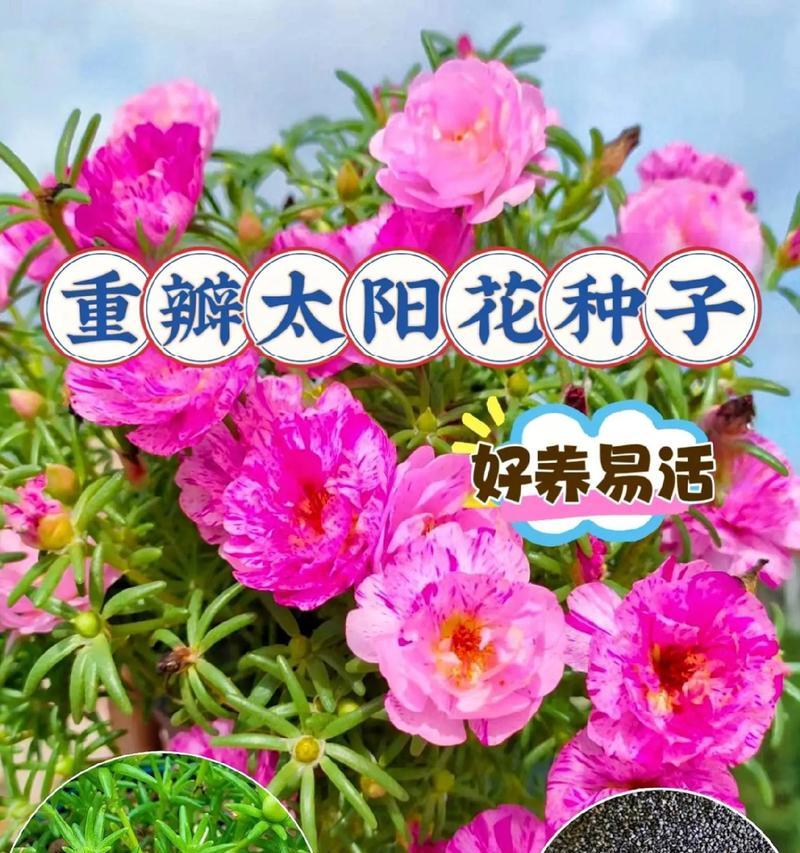 太阳花的接人寓意是什么？