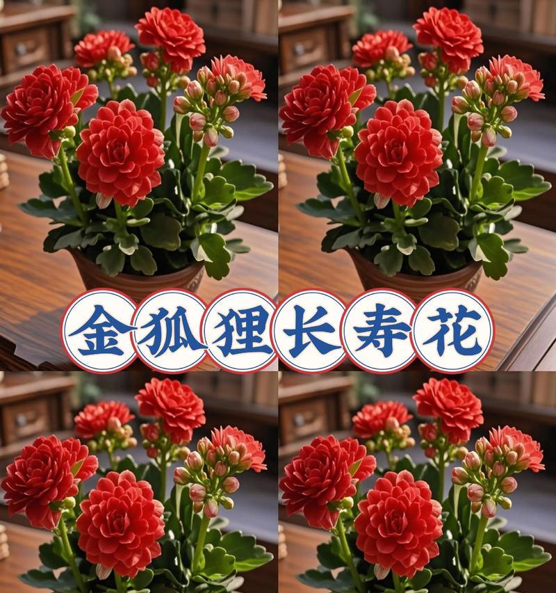 花的寓意有哪些？如何挑选寓意吉祥的花卉？