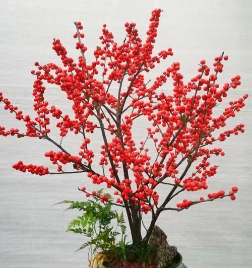 花的寓意有哪些？如何挑选寓意吉祥的花卉？