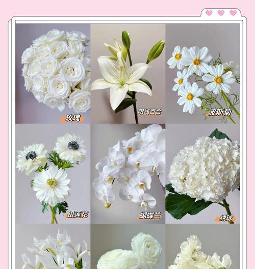 花的花语寓意是什么？如何挑选寓意好的花卉？
